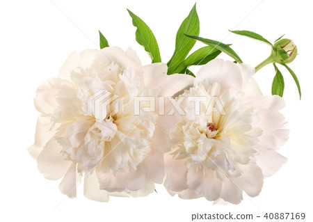 peony flower isolated on white background close up 40887169