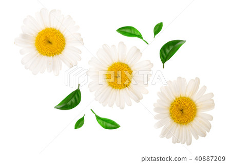 Three chamomile or daisies with leaves isolated on white background. Top view. Flat lay Three chamomile or daisies with leaves isolated on white background. Top view. Flat lay 40887209