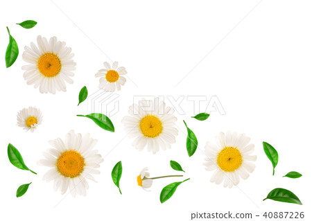 chamomile or daisies with leaves isolated on white background with copy space for your text. Top 40887226