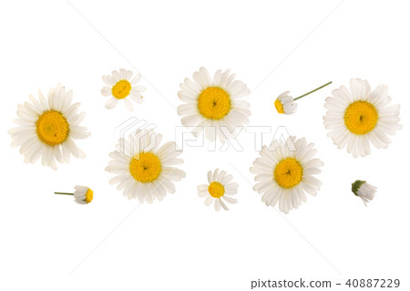chamomile or daisies isolated on white background with copy space for your text. Top view. Flat lay chamomile or daisies isolated on white background with copy space for your text. Top view. Flat lay 40887229