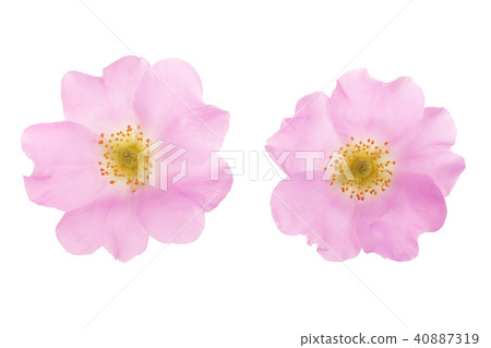 Rosehip flower isolated on white background close up 40887319