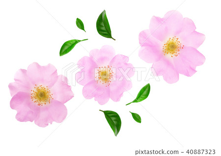 Rosehip flower with leaf isolated on white background close up Rosehip flower with leaf isolated on white background close up 40887323