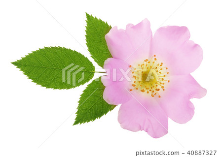Rosehip flower with leaf isolated on white background close up Rosehip flower with leaf isolated on white background close up 40887327