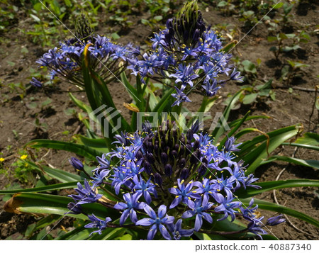 Schiller Velviana Schiller Velviana 40887340
