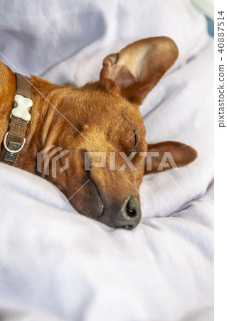 Miniature pinscher dog sleeping on a carpet Miniature pinscher dog sleeping on a carpet 40887514