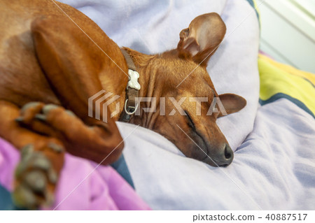 Miniature pinscher dog sleeping on a carpet Miniature pinscher dog sleeping on a carpet 40887517