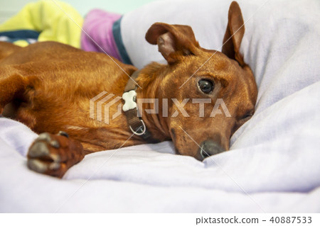Miniature pinscher dog sleeping on a carpet Miniature pinscher dog sleeping on a carpet 40887533