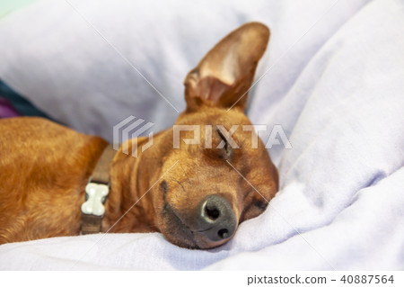 Miniature pinscher dog sleeping on a carpet 40887564