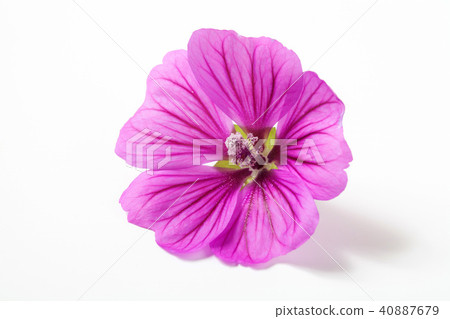 Mellow Blue Mellow Blue 40887679