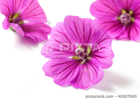 Mellow Blue Mellow Blue 40887680