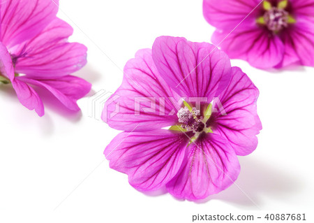 Mellow Blue Mellow Blue 40887681