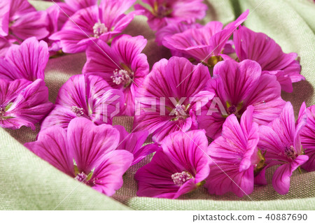 Mellow Blue 40887690