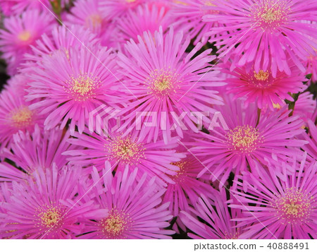 Meadowsweet 40888491