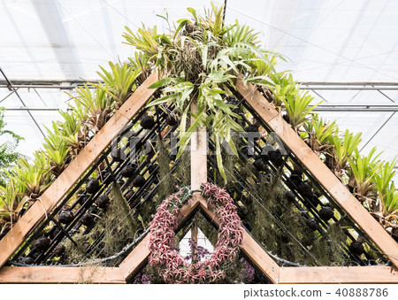 Wooden gable frame with the plant. 40888786