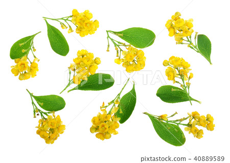 Flowers of barberries with leaves isolated on white background 40889589