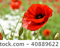 Bright red poppy 40889622