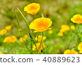 Yellow poppy 40889623