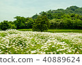 Flower Park Urashima Single Tree 40889624