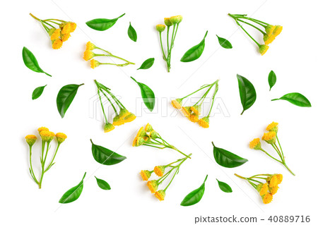 tansy with leaf isolated on a white background. Medical herb tansy with leaf isolated on a white background. Medical herb 40889716