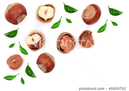 Hazelnuts with leaves with copy space for your text isolated on white background. Top view. Flat lay Hazelnuts with leaves with copy space for your text isolated on white background. Top view. Flat lay 40889792