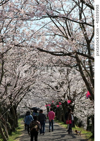 櫻花隧道 櫻花隧道 40889998