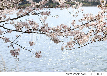 Cherry blossoms at the pond Cherry blossoms at the pond 40890103