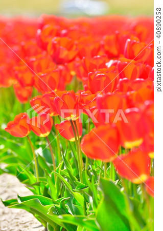 鬱金香場（新潟） 40890258