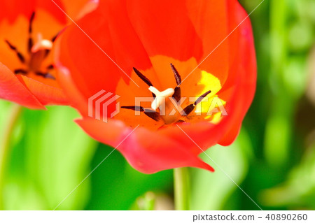 鬱金香場（新潟） 40890260