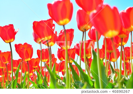 鬱金香場（新潟） 40890267