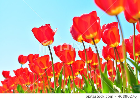 鬱金香場(新潟) 鬱金香場(新潟) 40890270