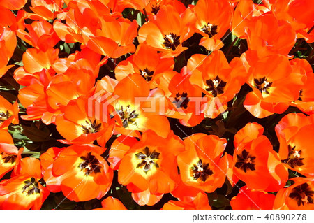 Tulip field (Niigata) 40890278