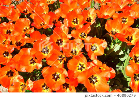 Tulip field (Niigata) Tulip field (Niigata) 40890279