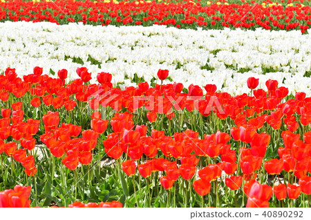 鬱金香場（新潟） 40890292