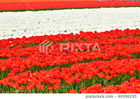 鬱金香場(新潟) 鬱金香場(新潟) 40890293