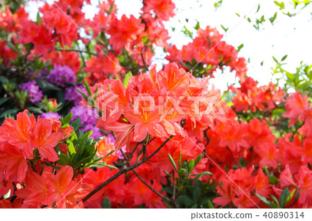 Beautiful Rhododendron plants in bloom  40890314