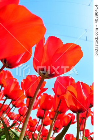 鬱金香場（新潟） 40890414