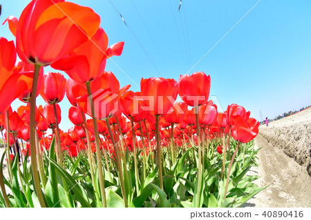 鬱金香場（新潟） 40890416