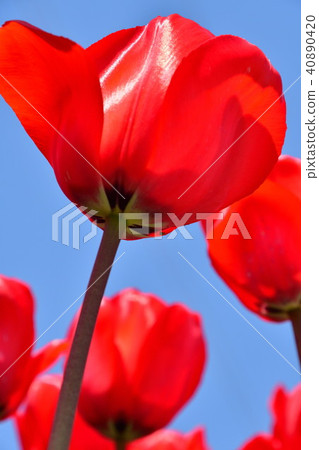 鬱金香場（新潟） 40890420