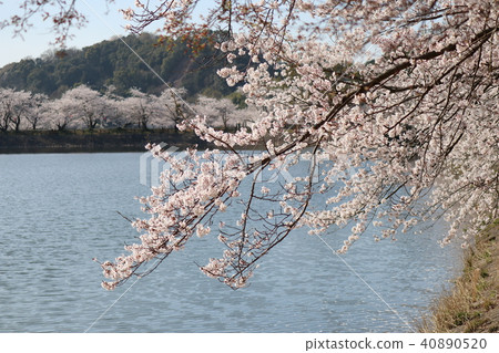 Cherry blossoms at the pond 40890520