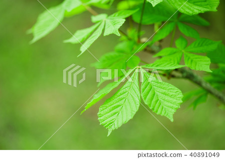 Nature background with branch of chestnut 40891049