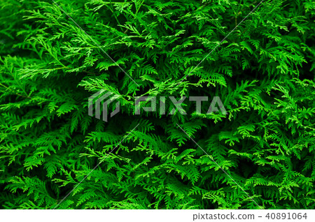 Green background with branches of thuja 40891064