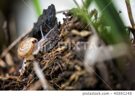 snail crawl on old stump with climbing plant 40891248
