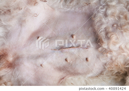 Healing dog belly after surgery 40891424