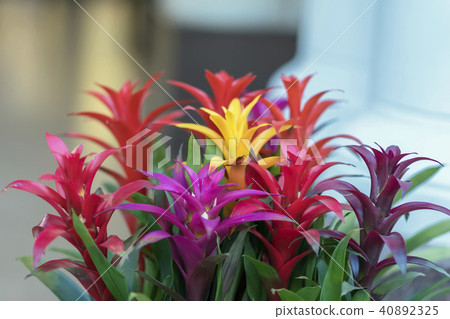 Mix of colorful bright Guzmania, fine representative of the bromeliad or pineapple family, leader in Mix of colorful bright Guzmania, fine representative of the bromeliad or pineapple family, leader in 40892325
