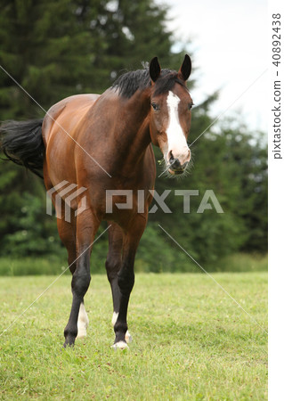 Nice brown horse looking at you Nice brown horse looking at you 40892438