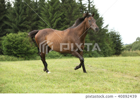 Amazing brown horse running alone Amazing brown horse running alone 40892439
