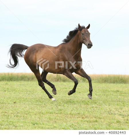 Amazing brown horse running alone 40892443
