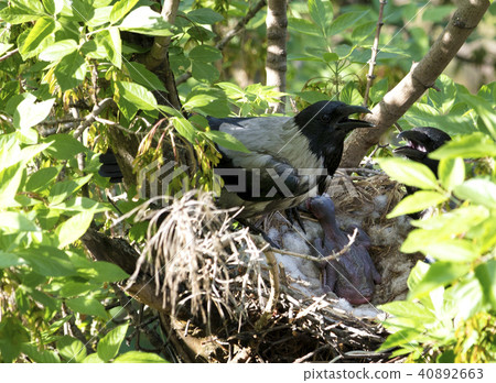 A family of crows guards their chick in the nest 40892663