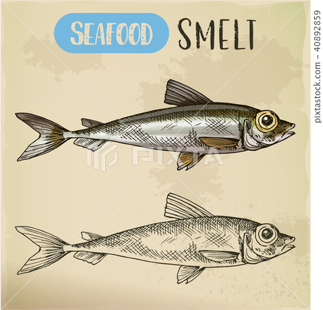 Smelt or freshwater fish side view sketch 40892859