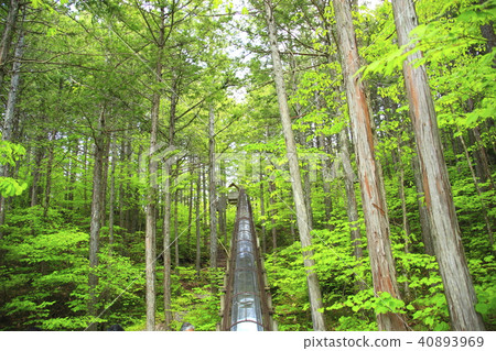赤澤森林公園(在森林裡滑行) 赤澤森林公園(在森林裡滑行) 40893969